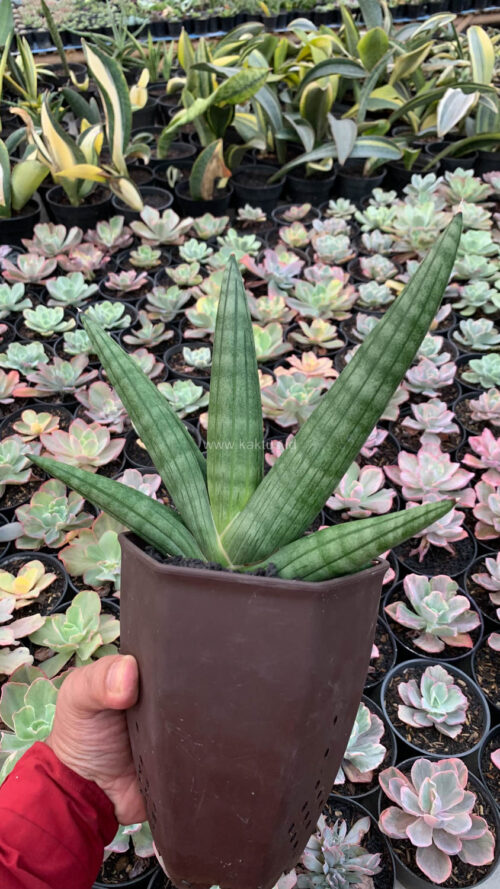 Sansevieria Vienna Mutation, real gallery image #6 plants. Picture taken directly from kaktus.id community Sansevieria farmer green houses.