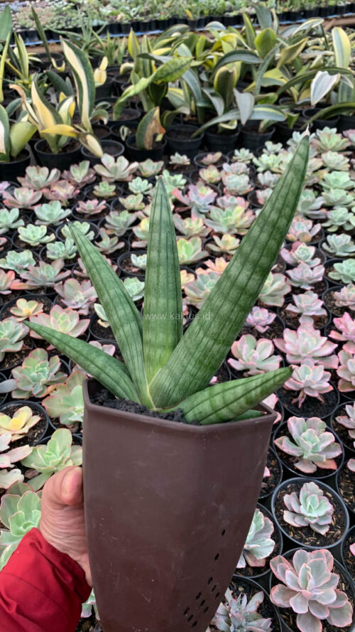 Sansevieria Vienna Mutation, real gallery image #7 plants. Picture taken directly from kaktus.id community Sansevieria farmer green houses.
