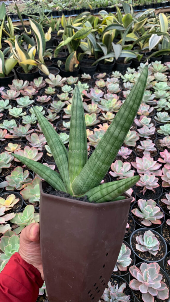 kaktus.id