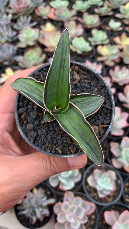 Sansevieria Dragon Green Clone Embosss White Variegated, real gallery image #3 plants. Picture taken directly from kaktus.id community Sansevieria farmer green houses.
