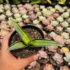 Sansevieria Dragon Green Clone Embosss White Variegated, real feature image plant. Picture taken directly from kaktus.id community Sansevieria farmer green houses.