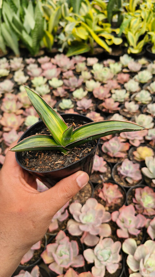 Sansevieria Dragon Green Clone Embosss White Variegated, real gallery image #2 plants. Picture taken directly from kaktus.id community Sansevieria farmer green houses.