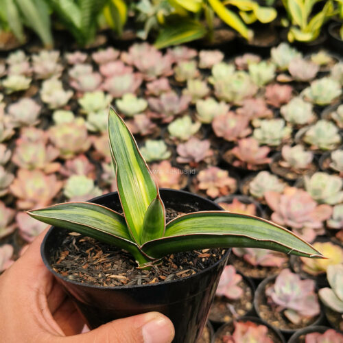Sansevieria Dragon Green Clone Embosss White Variegated, real gallery image #4 plants. Picture taken directly from kaktus.id community Sansevieria farmer green houses.