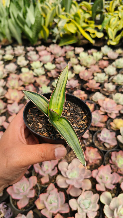 Sansevieria Dragon Green Clone Embosss White Variegated, real gallery image #6 plants. Picture taken directly from kaktus.id community Sansevieria farmer green houses.