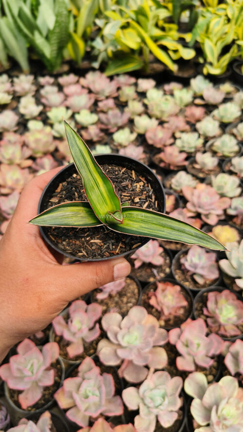Sansevieria Dragon Green Clone Embosss White Variegated, real gallery image #12 plants. Picture taken directly from kaktus.id community Sansevieria farmer green houses.