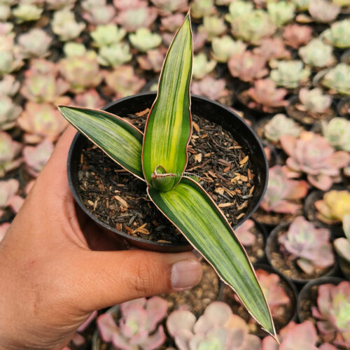 Sansevieria Dragon Green Clone Embosss White Variegated, real gallery image #8 plants. Picture taken directly from kaktus.id community Sansevieria farmer green houses.