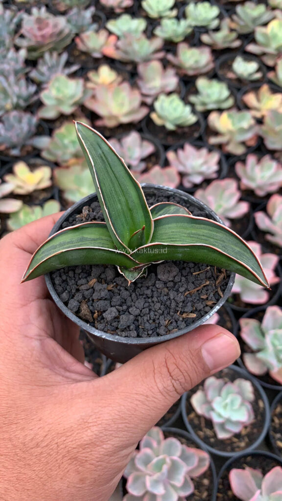 kaktus.id