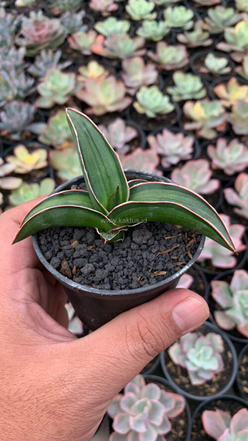 Sansevieria Dragon Green Clone Embosss White Variegated, real gallery image #7 plants. Picture taken directly from kaktus.id community Sansevieria farmer green houses.