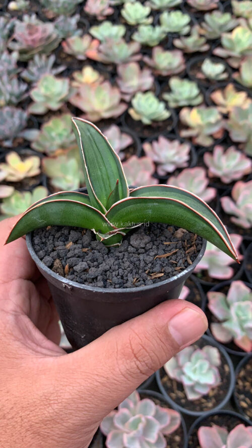 Sansevieria Dragon Green Clone Embosss White Variegated, real gallery image #9 plants. Picture taken directly from kaktus.id community Sansevieria farmer green houses.