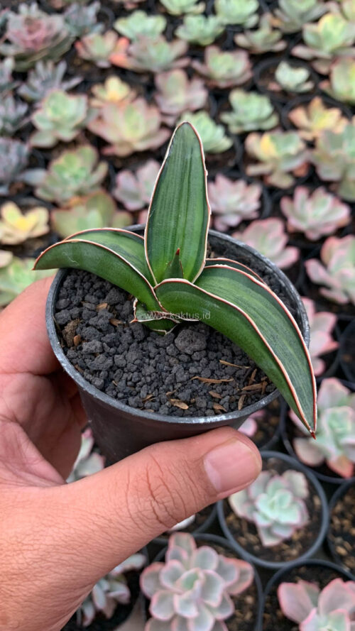 Sansevieria Dragon Green Clone Embosss White Variegated, real gallery image #1 plants. Picture taken directly from kaktus.id community Sansevieria farmer green houses.