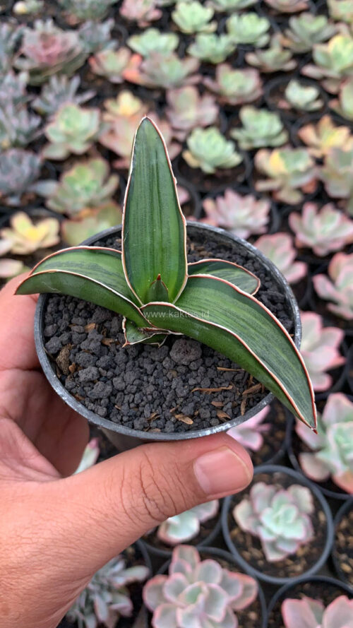 Sansevieria Dragon Green Clone Embosss White Variegated, real gallery image #10 plants. Picture taken directly from kaktus.id community Sansevieria farmer green houses.