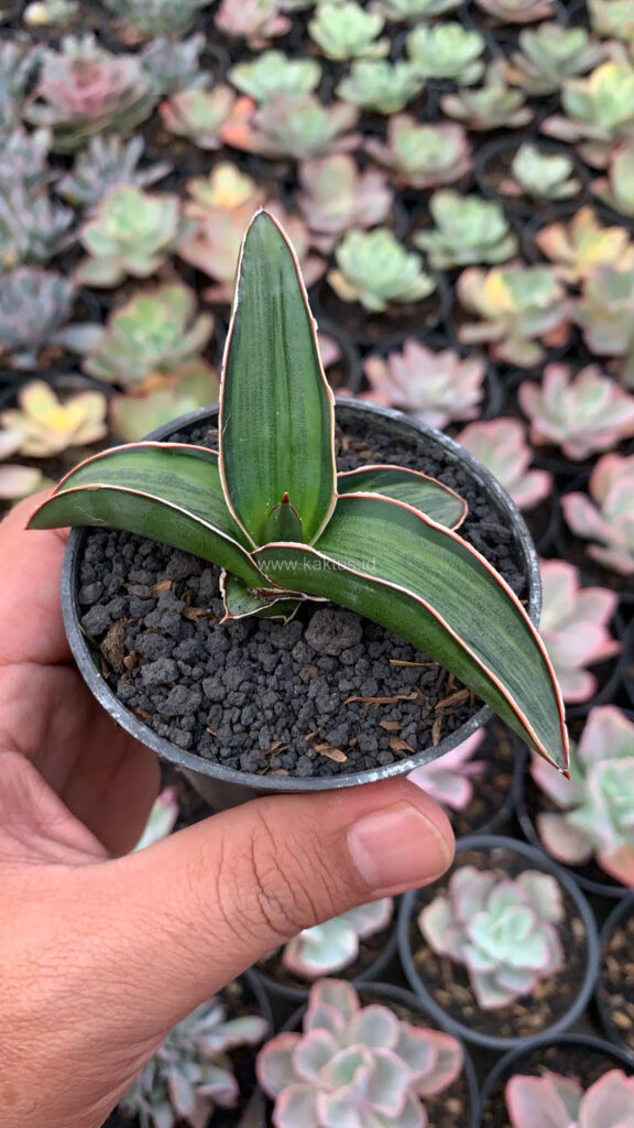 kaktus.id