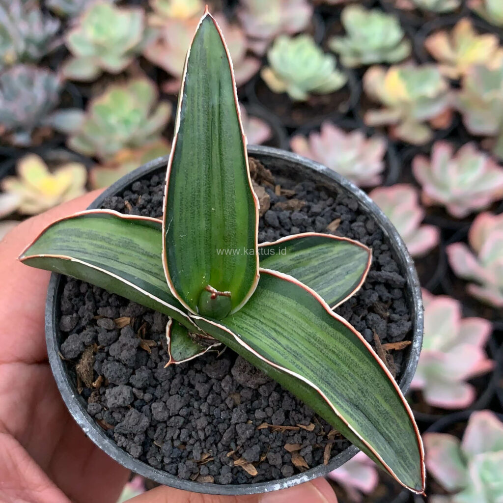 kaktus.id