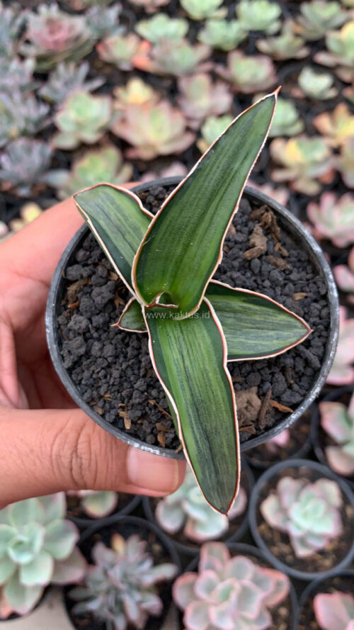 Sansevieria Dragon Green Clone Embosss White Variegated, real gallery image #11 plants. Picture taken directly from kaktus.id community Sansevieria farmer green houses.