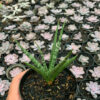 Sansevieria Bunlo Torch, real feature image plant. Picture taken directly from kaktus.id community Sansevieria farmer green houses.