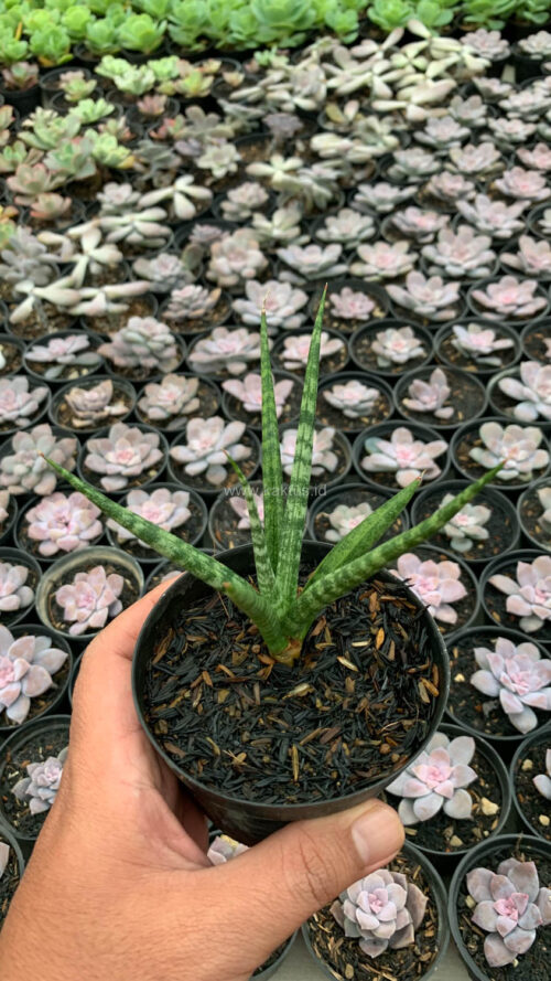 Sansevieria Bunlo Torch, real gallery image #2 plants. Picture taken directly from kaktus.id community Sansevieria farmer green houses.