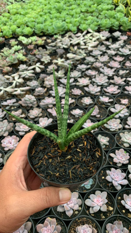 Sansevieria Bunlo Torch, real gallery image #1 plants. Picture taken directly from kaktus.id community Sansevieria farmer green houses.