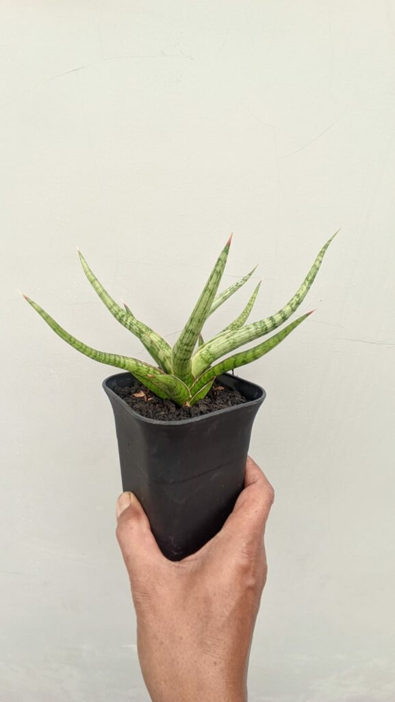 kaktus.id
