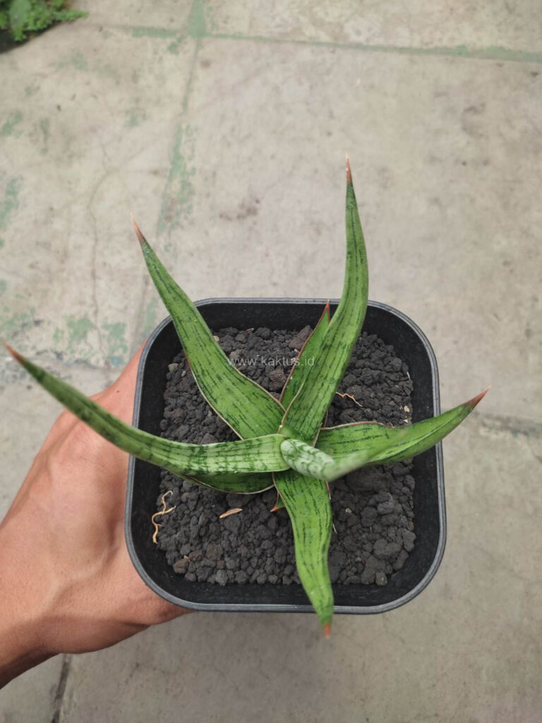 kaktus.id