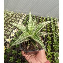 1142. Sansevieria Lawang