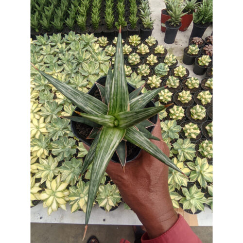 1143. Sansevieria All Night Star