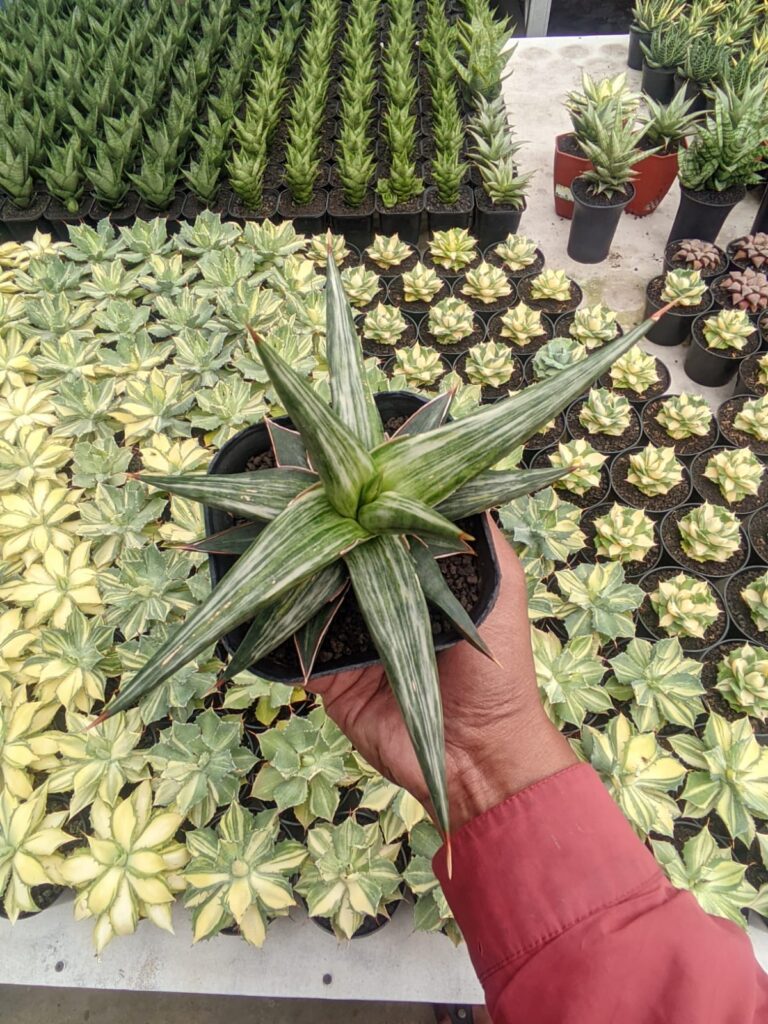 kaktus.id