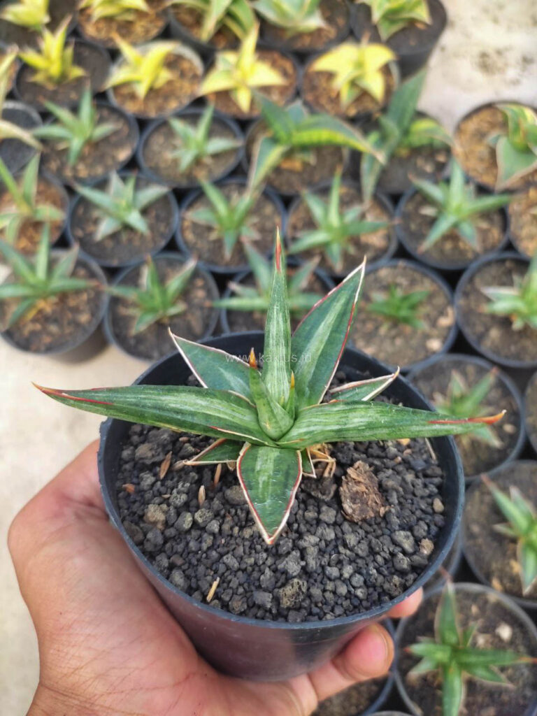 kaktus.id