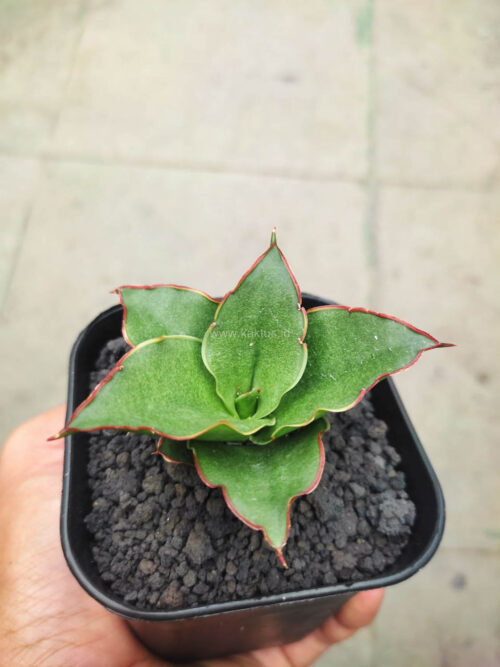 Sansevieria Gea, real gallery image #1 plants. Picture taken directly from kaktus.id community Sansevieria farmer green houses.