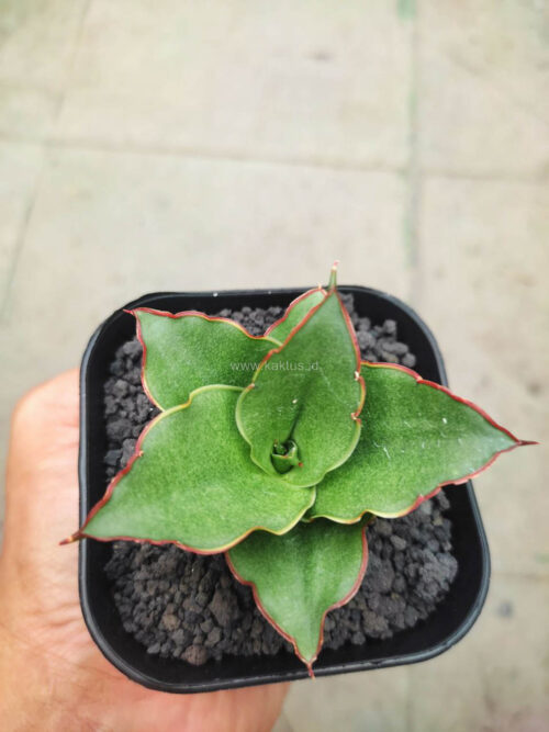 Sansevieria Gea, real gallery image #4 plants. Picture taken directly from kaktus.id community Sansevieria farmer green houses.