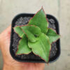 Sansevieria Gea, real feature image plant. Picture taken directly from kaktus.id community Sansevieria farmer green houses.