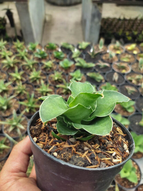 Sansevieria Wine Rose, real gallery image #2 plants. Picture taken directly from kaktus.id community Sansevieria farmer green houses.