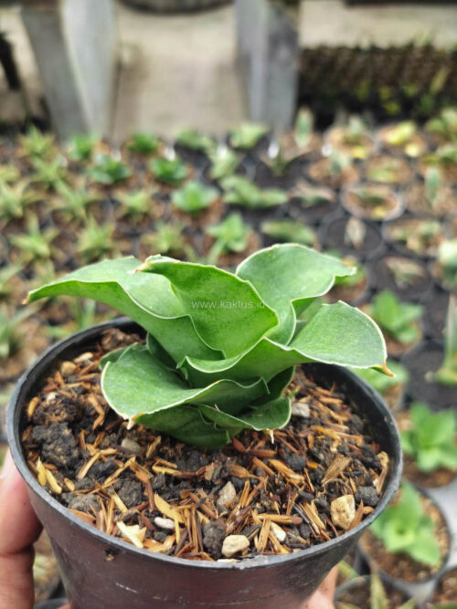 Sansevieria Wine Rose, real gallery image #3 plants. Picture taken directly from kaktus.id community Sansevieria farmer green houses.