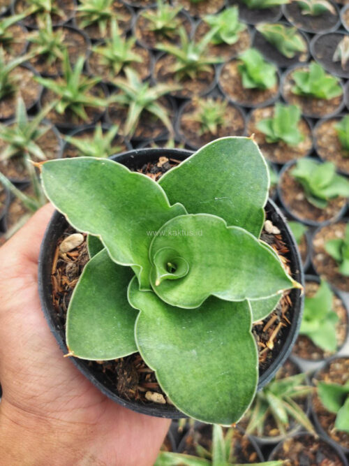 Sansevieria Wine Rose, real gallery image #4 plants. Picture taken directly from kaktus.id community Sansevieria farmer green houses.