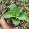 Sansevieria Wine Rose, real feature image plant. Picture taken directly from kaktus.id community Sansevieria farmer green houses.