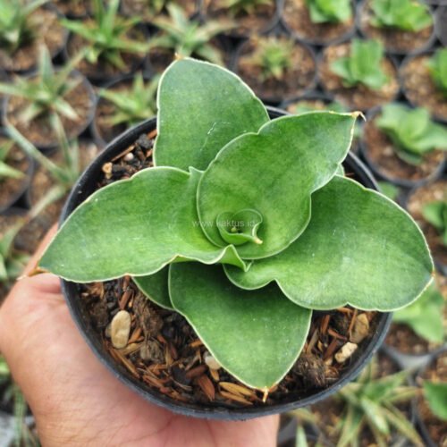 1145. Sansevieria Wine Rose