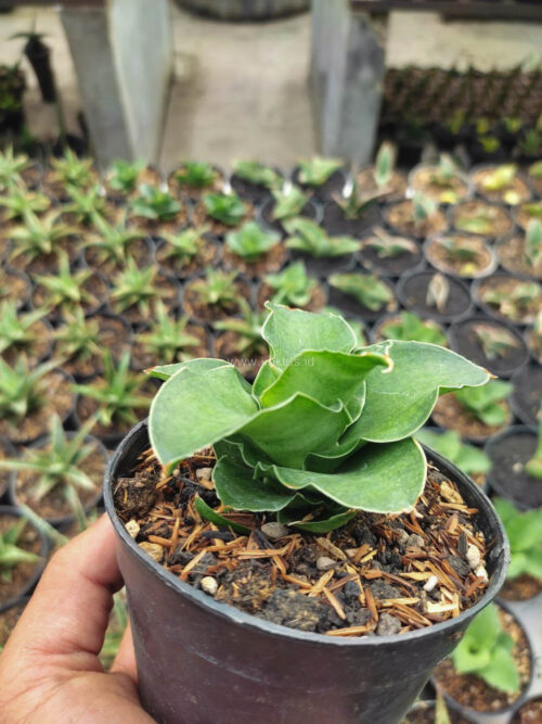 Sansevieria Wine Rose, real gallery image #1 plants. Picture taken directly from kaktus.id community Sansevieria farmer green houses.