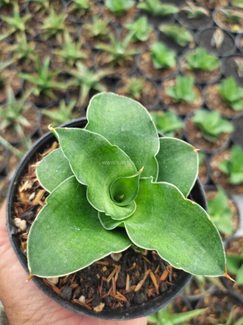 Sansevieria Wine Rose, real gallery image #5 plants. Picture taken directly from kaktus.id community Sansevieria farmer green houses.
