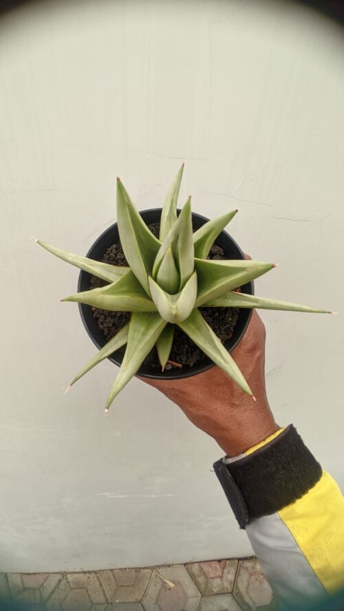 Sansevieria Chanin Thourut, real gallery image #6 plants. Picture taken directly from kaktus.id community Sansevieria farmer green houses.