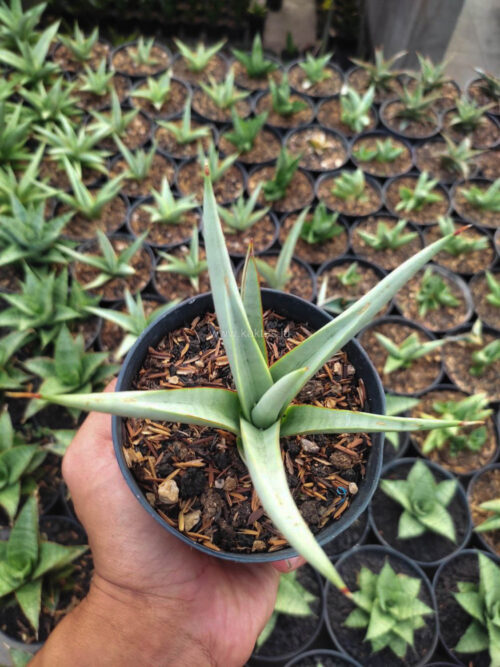 Sansevieria Chanin Thourut, real gallery image #1 plants. Picture taken directly from kaktus.id community Sansevieria farmer green houses.
