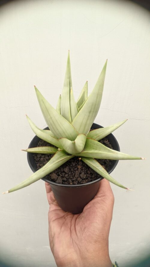Sansevieria Chanin Thourut, real gallery image #4 plants. Picture taken directly from kaktus.id community Sansevieria farmer green houses.