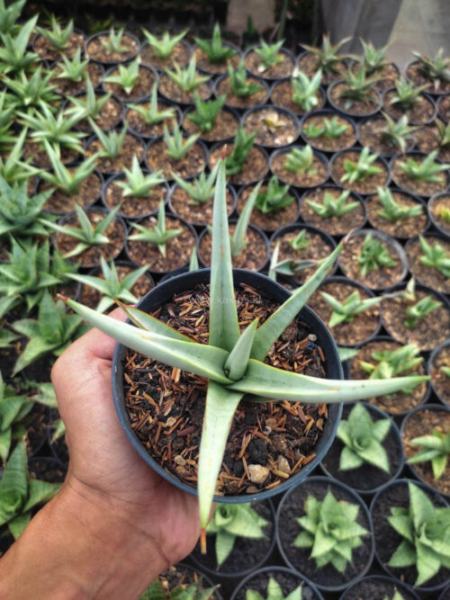 Sansevieria Chanin Thourut, real gallery image #3 plants. Picture taken directly from kaktus.id community Sansevieria farmer green houses.