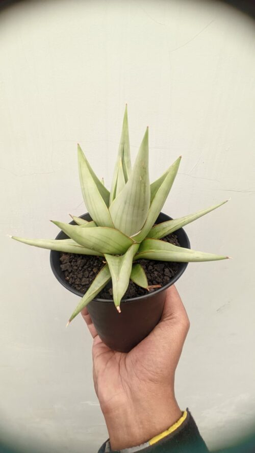 Sansevieria Chanin Thourut, real gallery image #2 plants. Picture taken directly from kaktus.id community Sansevieria farmer green houses.