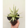 Sansevieria Chanin Thourut, real feature image plant. Picture taken directly from kaktus.id community Sansevieria farmer green houses.