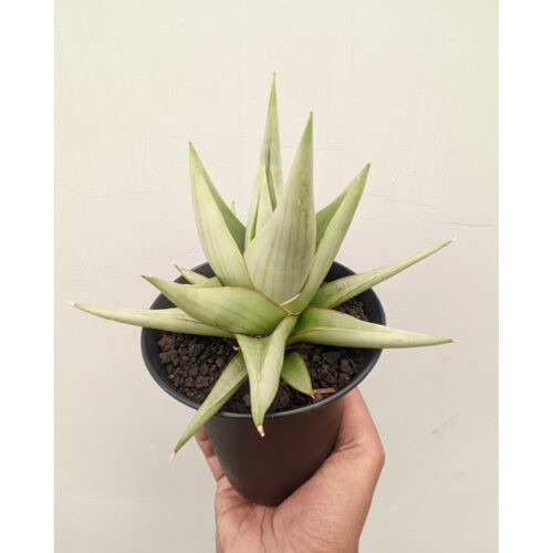 1146. Sansevieria Chanin Thourut