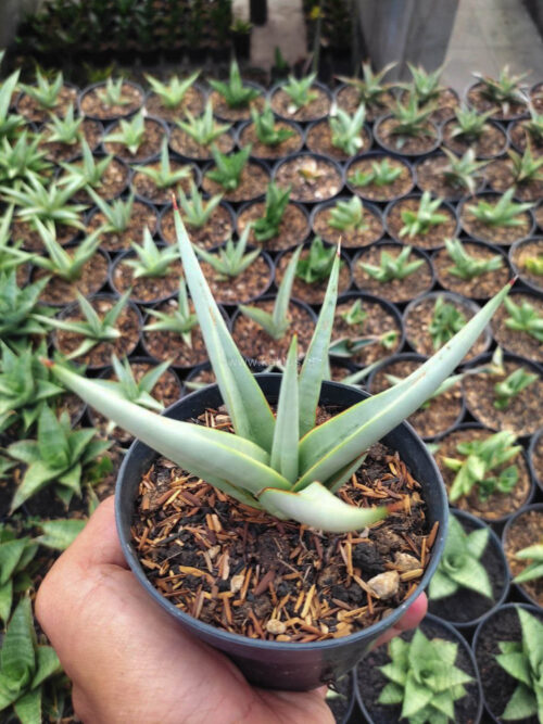 Sansevieria Chanin Thourut, real gallery image #5 plants. Picture taken directly from kaktus.id community Sansevieria farmer green houses.
