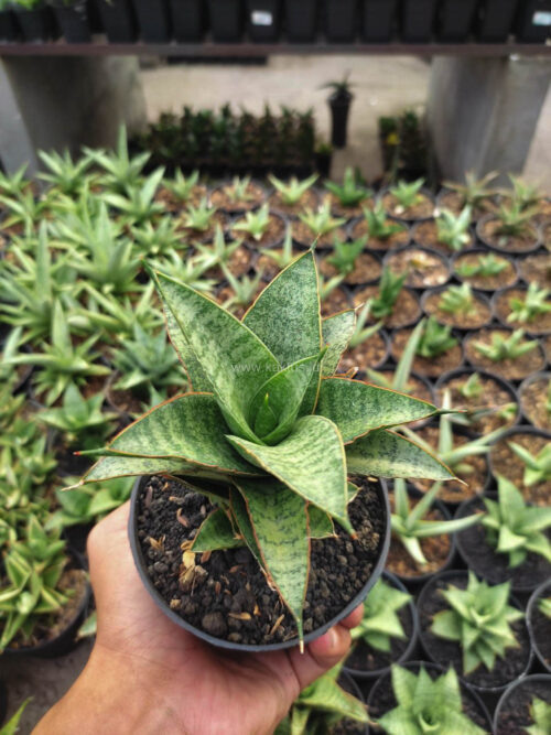 Sansevieria Hybrid Teletubbies, real gallery image #3 plants. Picture taken directly from kaktus.id community Sansevieria farmer green houses.