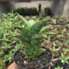 Sansevieria Hybrid Teletubbies, real feature image plant. Picture taken directly from kaktus.id community Sansevieria farmer green houses.