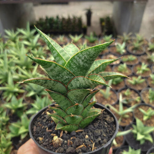1147. Sansevieria Hybrid Teletubbies
