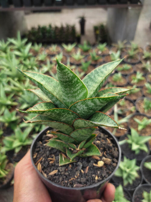 Sansevieria Hybrid Teletubbies, real gallery image #2 plants. Picture taken directly from kaktus.id community Sansevieria farmer green houses.