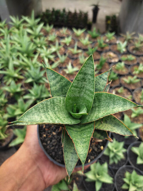 Sansevieria Hybrid Teletubbies, real gallery image #1 plants. Picture taken directly from kaktus.id community Sansevieria farmer green houses.
